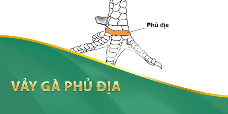 Phủ địa là hình dáng vảy gà có độ quý hiếm cao và được săn đón