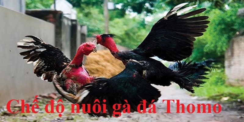 Chế Độ Nuôi Gà Đá Thomo