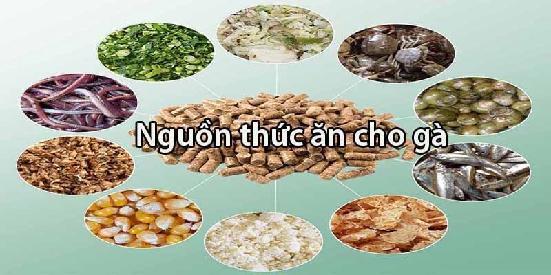 Loại thức ăn trong của chế độ nuôi gà đá thomo