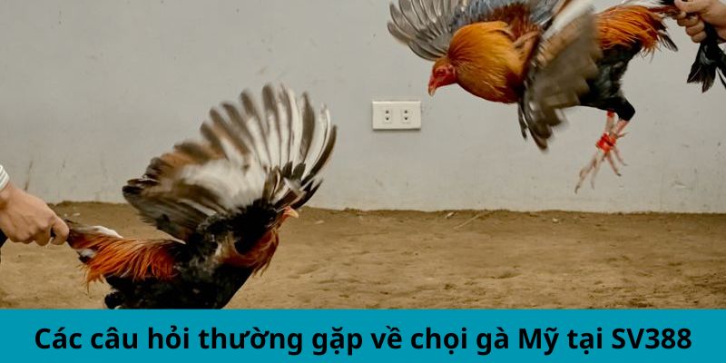 Các câu hỏi thường gặp về chọi gà Mỹ tại SV388